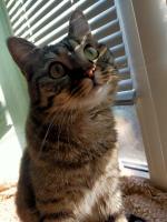 Логинова Светлана, изображение к комментарию.